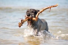 Active dog