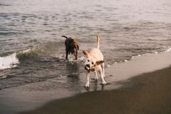 dogs playing with a ball in the beach