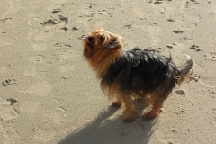 hond4